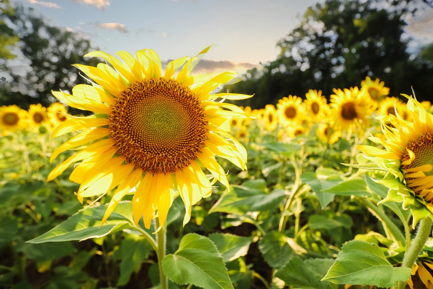 Sunflower Field and Stars of Nature in Peak Form at McKee-Beshers Wildlife Management Area on River Road